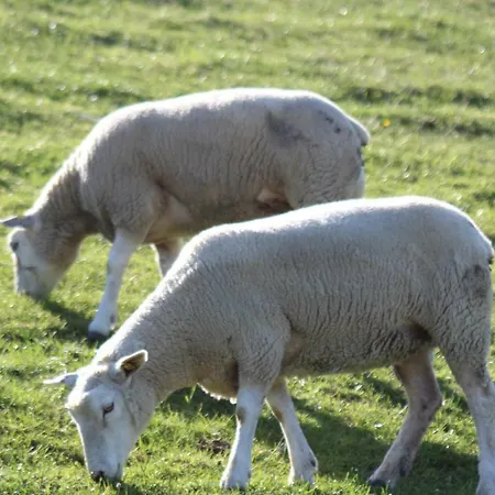 Hof-holland , Moellers Hof 1 Apartmán